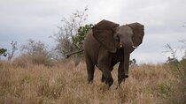 Pilanesberg Full Day Game Drive from Johannesburg
