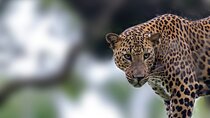 Yala Safari Day Trip from Mirissa/Weligama/Galle/Tangalle areas