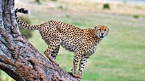 4Days 3Nights Mara Nakuru Expedition 