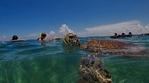 Private Experience in Akumal with Snorkeling 