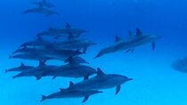 Dolphin House Sea Trip with Snorkeling Adventure - Marsa Alam