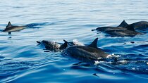 Private Full-Day: Dolphin & Monkey Jungle Adventure