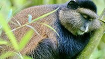 3 Days Private Adventure from Kigali with Gorilla Trekking