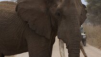 Experience and Visit Tarangire National Park