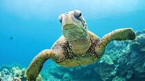 Private Abu Dabbab Snorkeling with Turtles & Transfer - Soma Bay