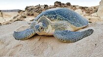 Tour Fatimah 2 Days-1 Night In Ras Al Hadd, Oman Tours Package