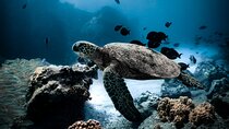 Turtle Canyon Snorkel Tour - Semi-private: 6 passenger max