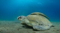 Abu Dabbab Snorkeling Adventure, Explore Vibrant Reefs- El Quseir