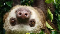 Rainforest and Waterfall Tour with Chocolate and Coffee 