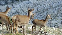 Mount Parnitha, Bafi Refuge & Lake Beletsi Half-Day Private Tour