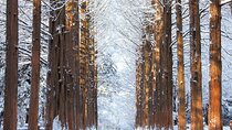 Half Day Tour to Eobi Ice Valley and Nami Island