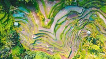 Ubud Village Sightseeing, Famous Paddy Field And Ubud Waterfall