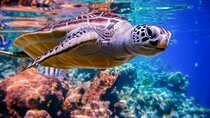 Abu Dabbab Day Trip Swim with Turtles with transfer - Hurghada