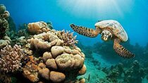 Marsa Mubarak Epic Snorkeling Adventure Lunch & More – Marsa Alam