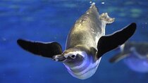 Tokyo Sumida Aquarium E-Ticket with Optional Tokyo Metro Pass