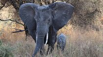 2 days private safari to the Serengeti and Ngorongoro Crater