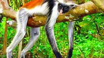 Jozani Forest & Rock Restaurant Experience & Transfer - Zanzibar