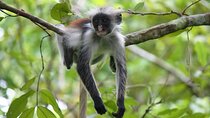 Discover Jozani Forest & Rock Restaurant W/ Transfer – Zanzibar