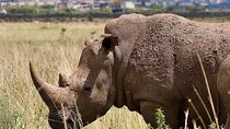 Nairobi National Park, Elephants sanctuary and Giraffe Center.