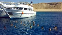 Tiran Island Snorkeling Trip Lunch & Transfer - Sharm El Sheikh