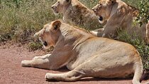 Safari at Rhino and Lion Park and Visit Wonder Caves