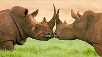 10-Day Namibia Safari Tour incl. Etosha & Namib from Windhoek