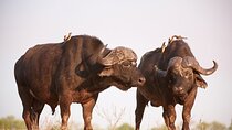 4-Day Kruger Tremisana Big 5 Safari from Johannesburg