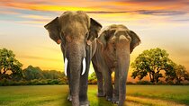 Kruger Tremisana Adventure 4 Day Big 5 Safari from Johannesburg