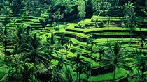 Full Day ATV Ride, Monkey Forest,Tegalalang Rice Terrace 