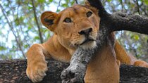 6 Days Tour at Lake Manyara, Serengeti, Crater & Tarangire 