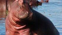 Chobe Day Trip
