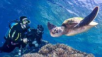 Super Daily Diving Tour with Lunch Experience – Sharm El Sheikh 