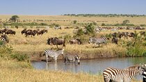 3 Day Maasai Mara Budget Adventure Tour