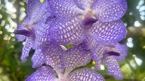 1/2 Day Puerto Vallarta Botanical Garden tour by Biologist Guide