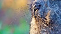 Full Day Aquila Safari (German Guide)
