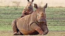 Full Day Aquila Safari (Portuguese Guide)