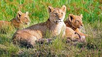 11 Days Kenya Wildlife Safari