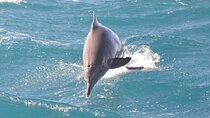  Dolphin House Snorkeling Adventure & Transfer W/Lunch–Marsa Alam