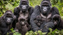 7-Day Private Uganda Gorilla Tracking Safari Tour From Entebbe