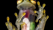Night Walk Tour guided - Biological Reserve 