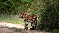 4 days Golden Triangle Tour from Delhi with Leopard jeep safari