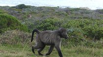  Cape of good hope and Penguins private Tours