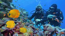 Hamata/Qulaan Islands diving Sea Trip Full day & Lunch-Marsa Alam