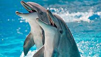 Dolphin Watching Performances for the Whole Family - Hurghada