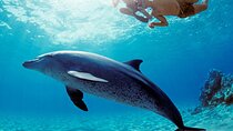 Dolphin House Snorkeling,Water Sports, Lunch & Transfer- Hurghada