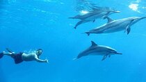 Exclusive Speedboat To Dolphin House & Parasailing - Hurghada