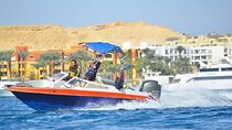 Semi Private Dolphin Swim by Speedboat & Transfer-Hurghada