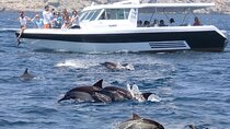 Muscat Dolphin Watching and Coastal Sightseeing