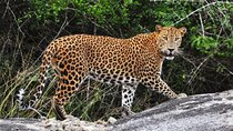 From Ella: Private Yala Safari & Transfer/Tangalle/Mirissa/Galla