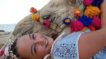 Camel Ride Two Hours Experience With Transfer - Sharm El Sheikh
